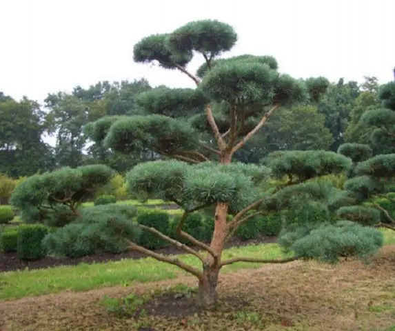 Scotch pine: photo and description