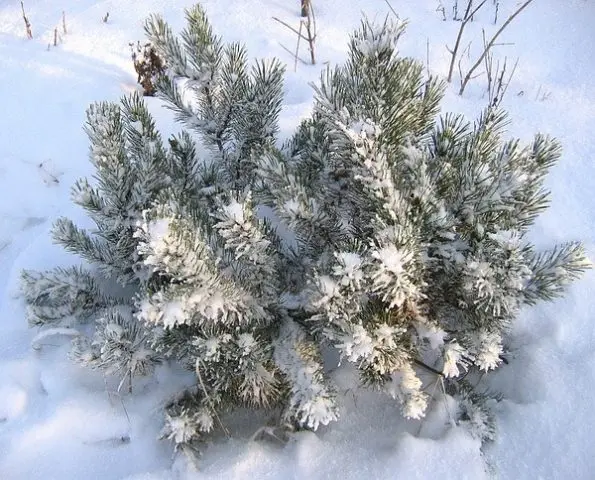 Scotch pine: photo and description