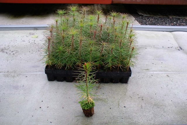 Scotch pine: photo and description