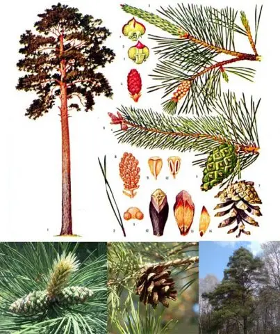 Scotch pine: photo and description