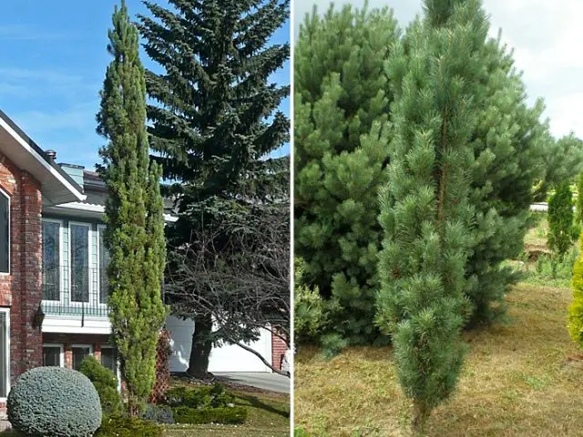 Scotch pine: photo and description