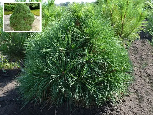 Scotch pine: photo and description