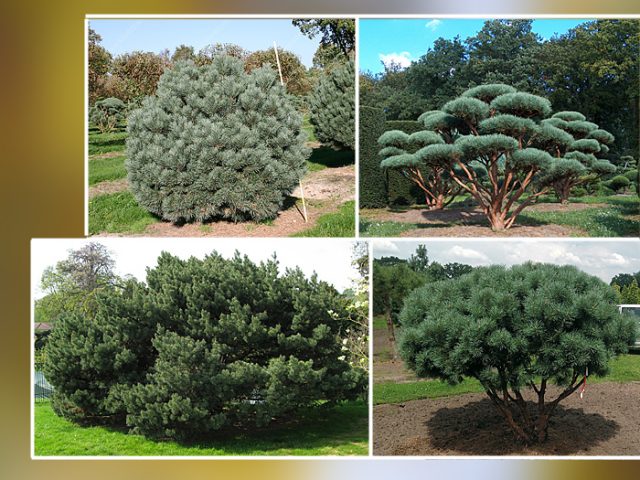 Scotch pine: photo and description