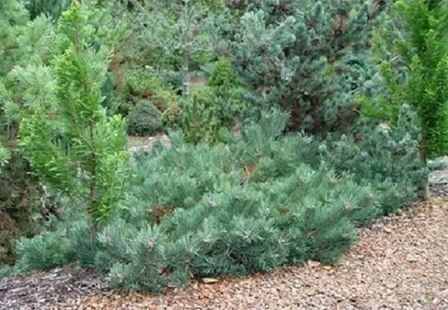 Scotch pine: photo and description