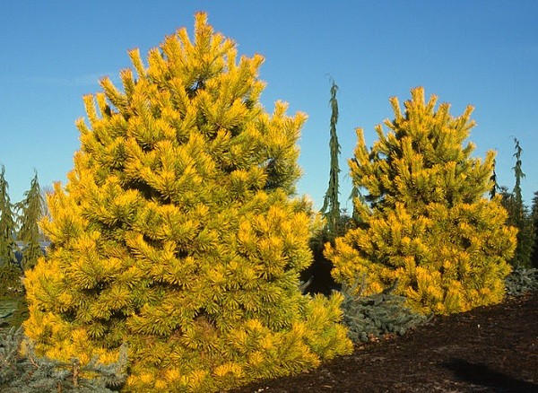 Scotch pine: photo and description