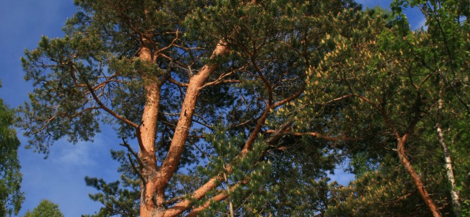 Scotch pine: photo and description