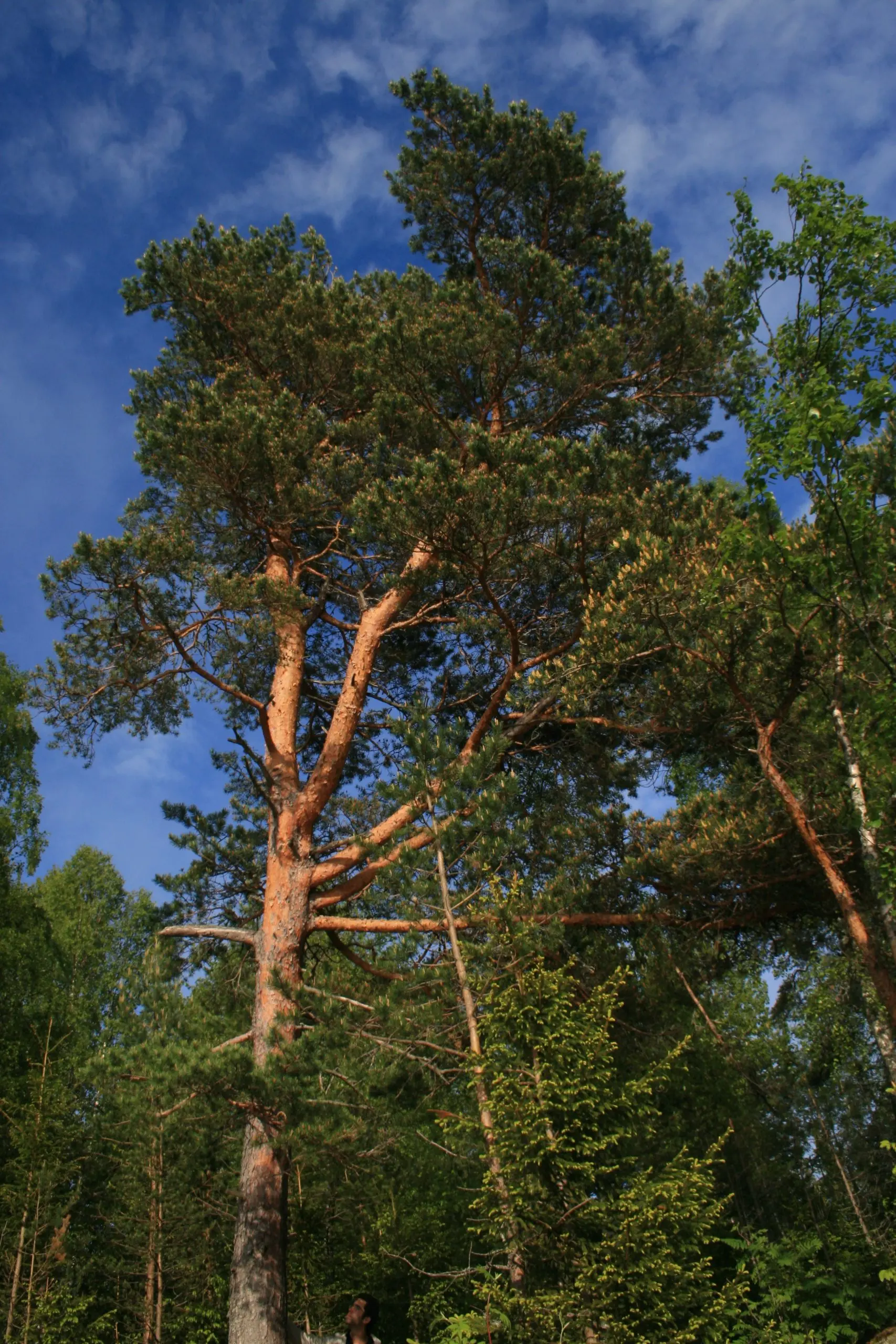 Scotch pine: photo and description