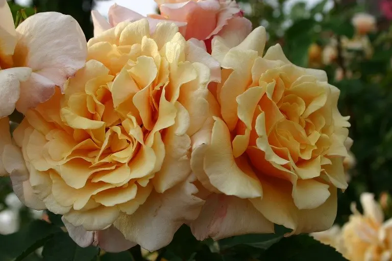 Scrub roses: what is it, distinctive features and varieties