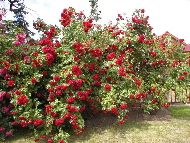 Scrub roses: what is it, distinctive features and varieties