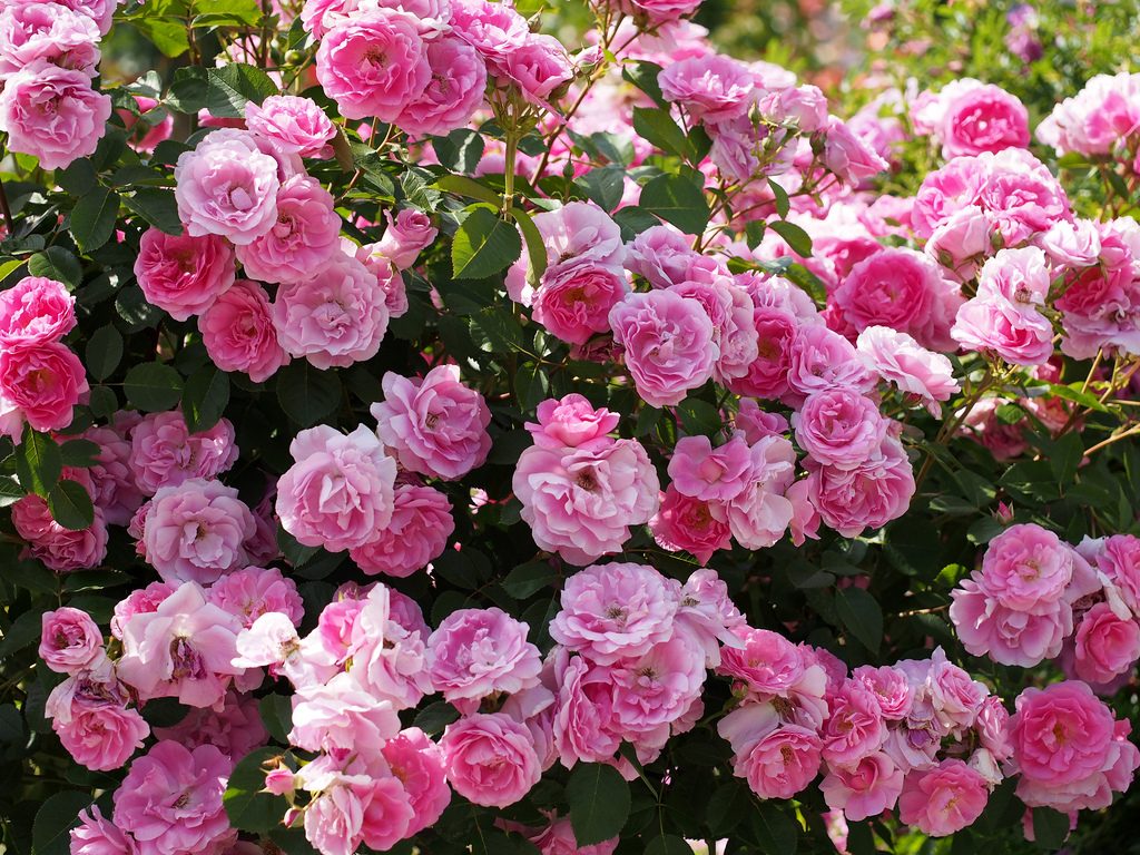 Scrub roses: what is it, distinctive features and varieties