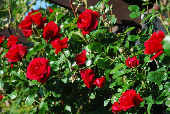 Scrub roses: what is it, distinctive features and varieties