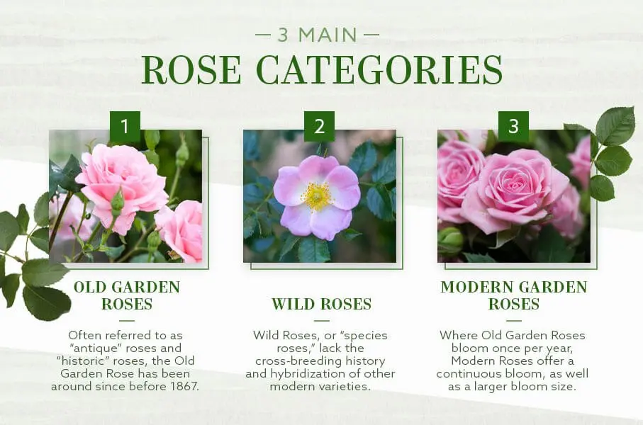 Scrub roses: what is it, distinctive features and varieties