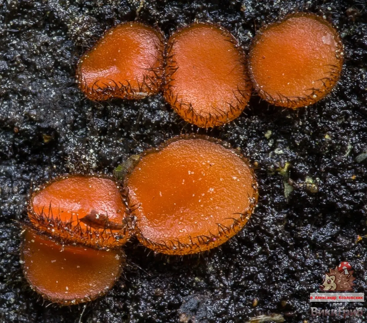 Scutellinia (Scutellinia) photo and description