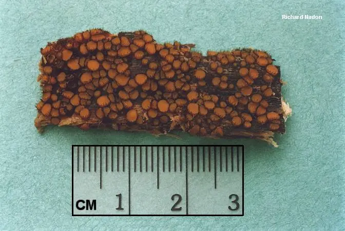 Scutellinia (Scutellinia) photo and description