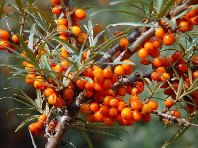 Sea buckthorn Altai