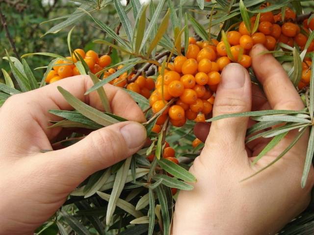 Sea buckthorn Altai