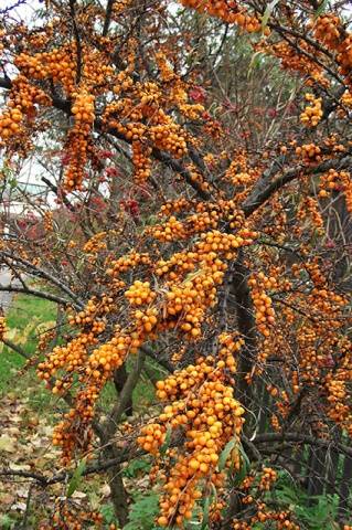 Sea buckthorn breeding