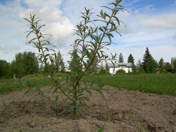 Sea buckthorn breeding