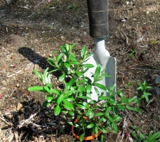 Sea buckthorn breeding