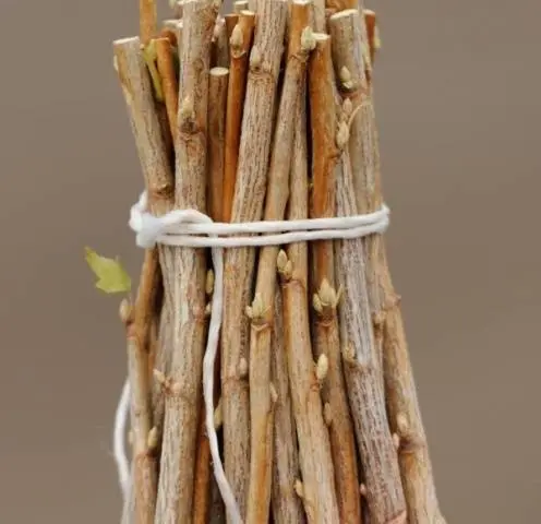 Sea buckthorn breeding