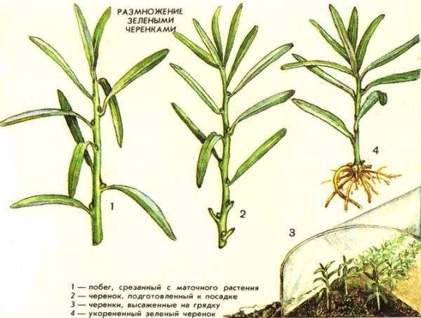 Sea buckthorn breeding