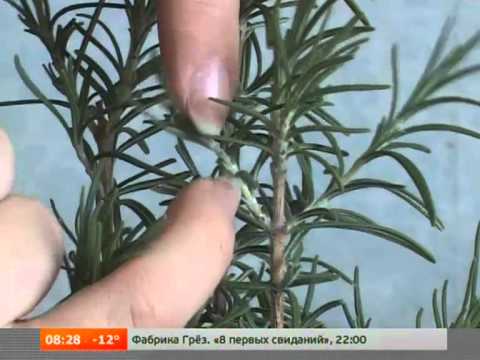 Sea buckthorn breeding