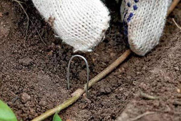 Sea buckthorn breeding