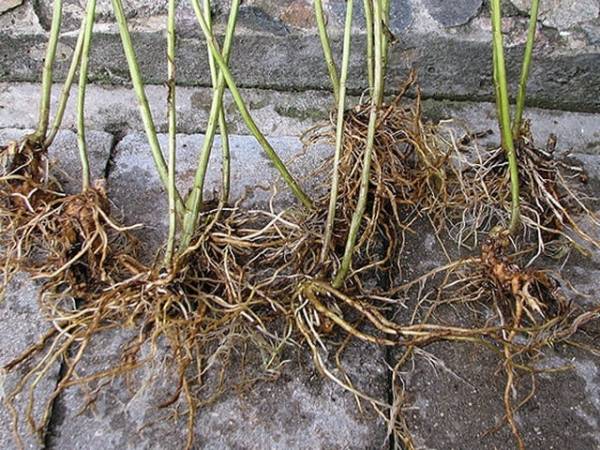 Sea buckthorn breeding