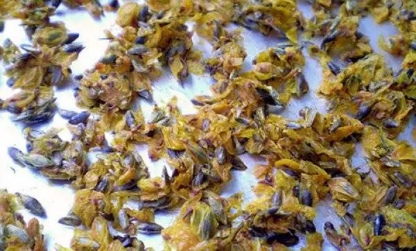 Sea buckthorn breeding