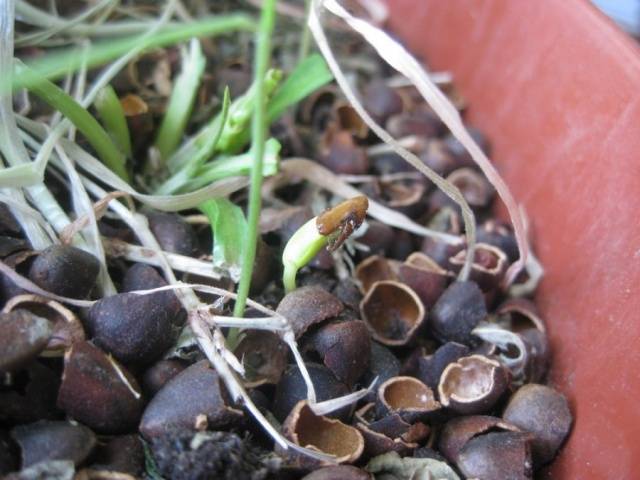 Sea buckthorn breeding