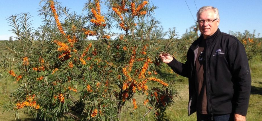 Sea buckthorn breeding