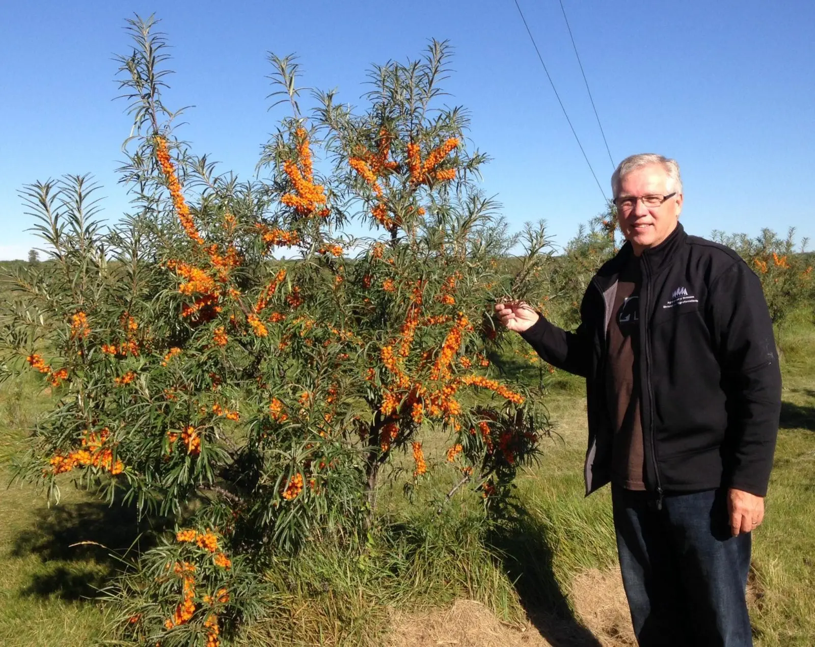 Sea buckthorn breeding