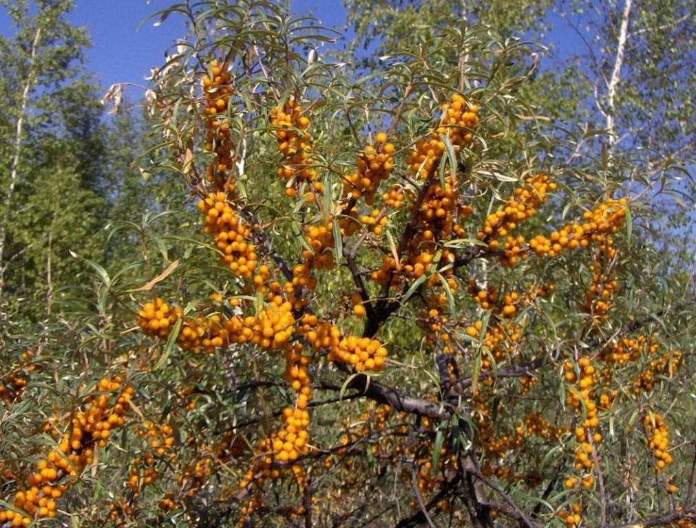 Sea buckthorn buckthorn: medicinal purpose and contraindications