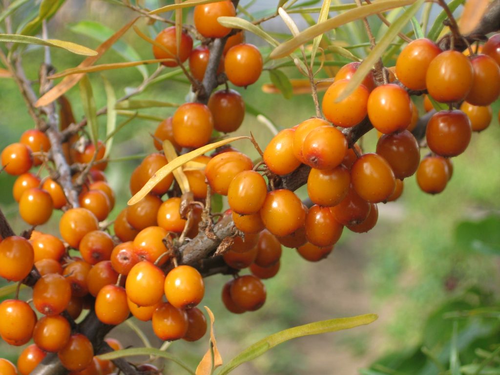 Sea buckthorn buckthorn: medicinal purpose and contraindications