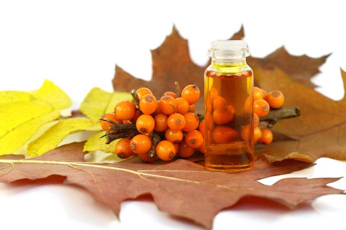 Sea buckthorn buckthorn: medicinal purpose and contraindications