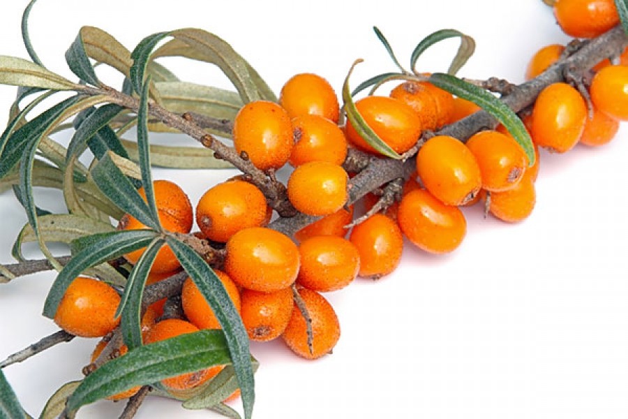 Sea buckthorn buckthorn: medicinal purpose and contraindications