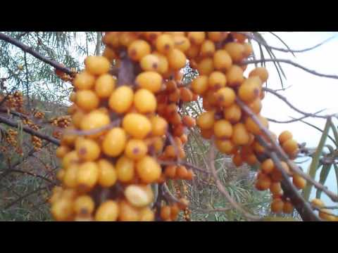 Sea buckthorn buckthorn: medicinal purpose and contraindications