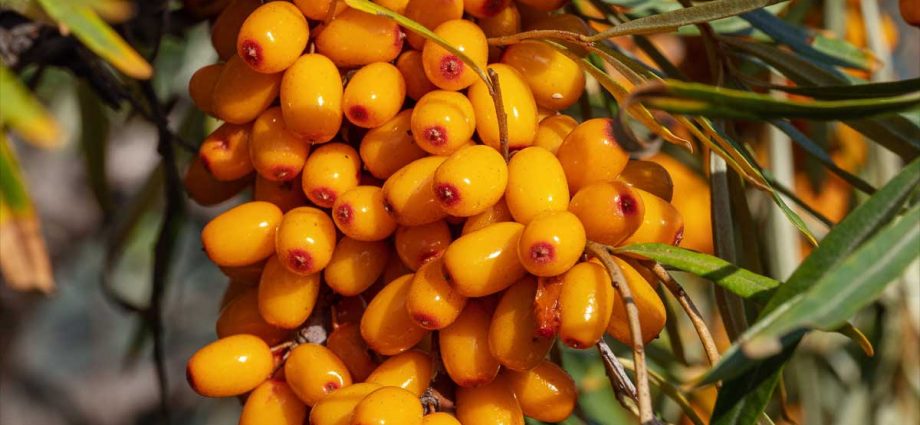 Sea buckthorn buckthorn: medicinal purpose and contraindications