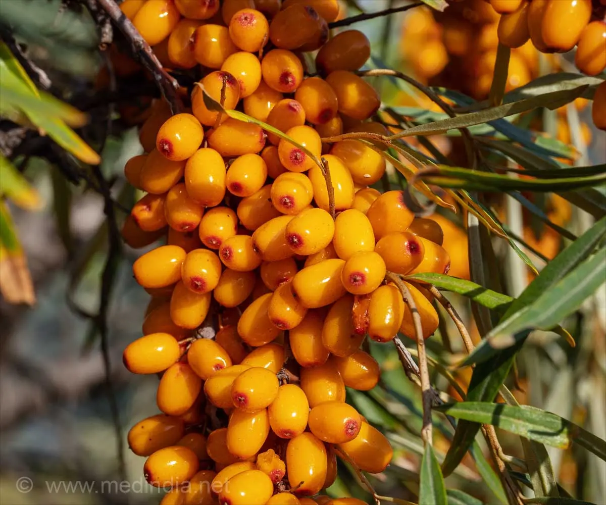 Sea buckthorn buckthorn: medicinal purpose and contraindications