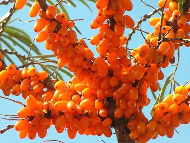 Sea buckthorn jam: recipes, useful properties