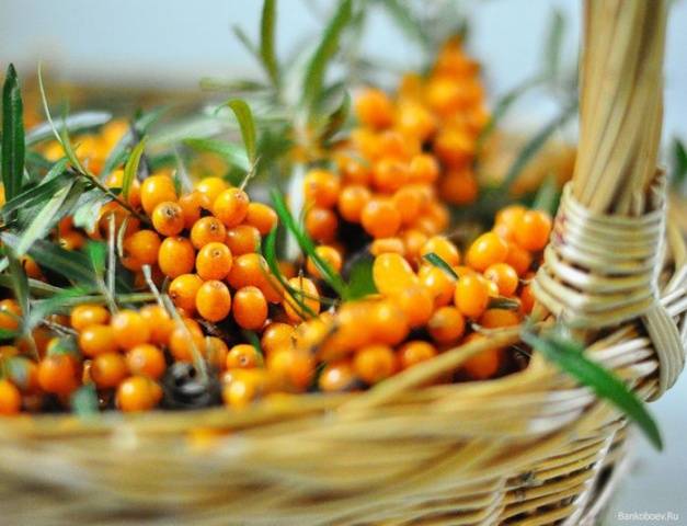 Sea buckthorn juice: 9 recipes for the winter