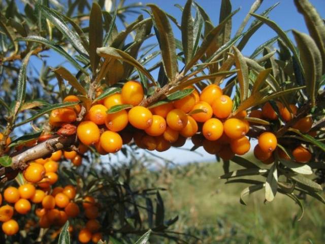 sea ​​buckthorn leaves