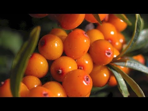 sea ​​buckthorn leaves