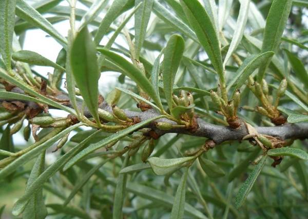 sea ​​buckthorn leaves