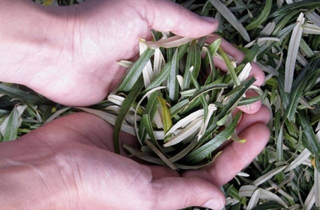 sea ​​buckthorn leaves