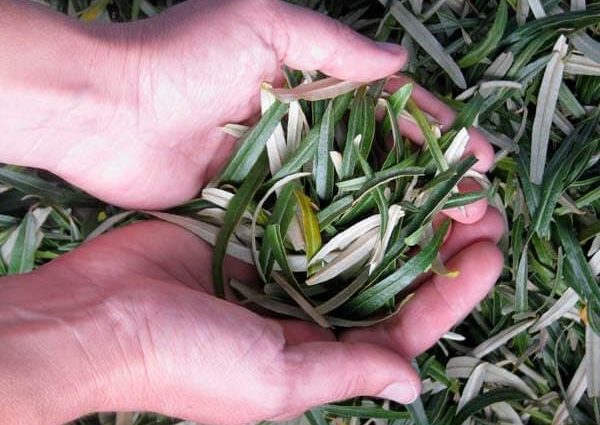 sea ​​buckthorn leaves