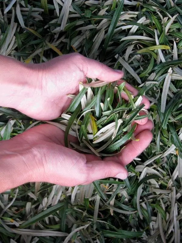 sea ​​buckthorn leaves