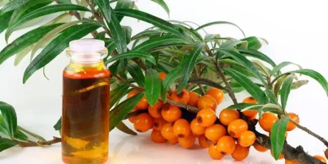 Sea buckthorn oil: properties and uses