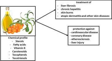 Sea buckthorn &#8211; properties. What is the use of sea buckthorn?