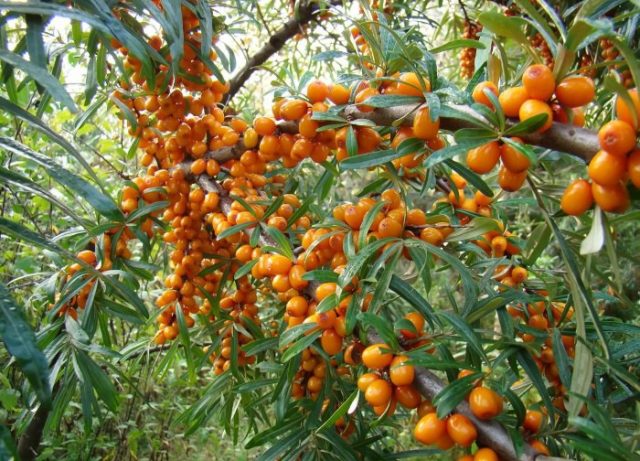 Sea buckthorn tea